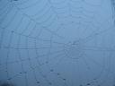 spider web in fog